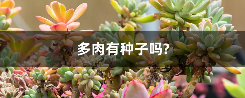 多肉有种子吗? 多肉有种子吗?