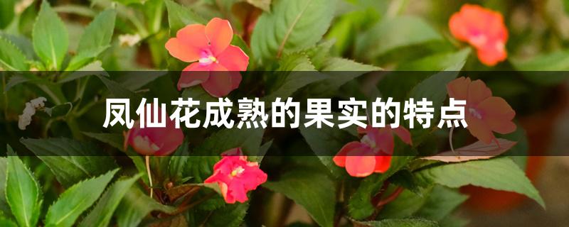 凤仙花成熟的果实的特点 凤仙花成熟的果实的特点