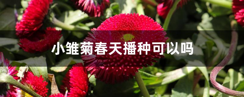 小雏菊春天播种可以吗 小雏菊春天播种可以吗