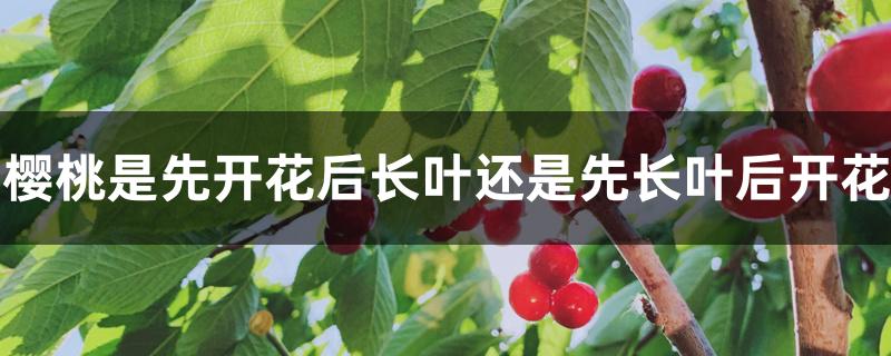 樱桃是先开花后长叶还是先长叶后开花 樱桃是先开花后长叶还是先长叶后开花