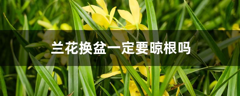 兰花换盆一定要晾根吗 兰花换盆一定要晾根吗