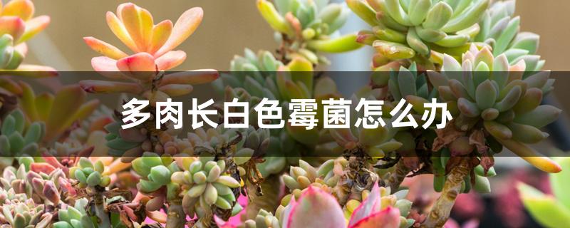 多肉长白色霉菌怎么办 多肉长白色霉菌怎么办