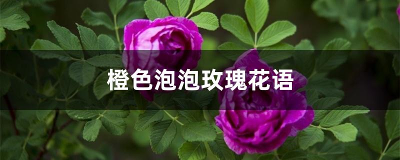 橙色泡泡玫瑰花语 橙色泡泡玫瑰花语