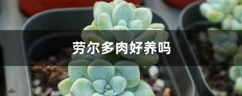 劳尔多肉好养吗 劳尔多肉好养吗