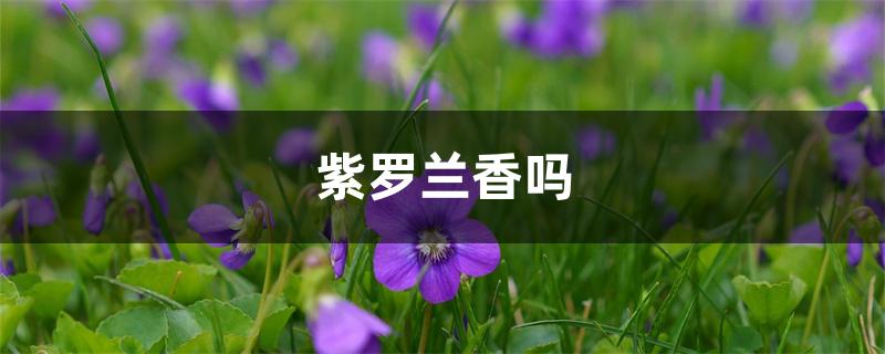 紫罗兰香吗 紫罗兰香吗