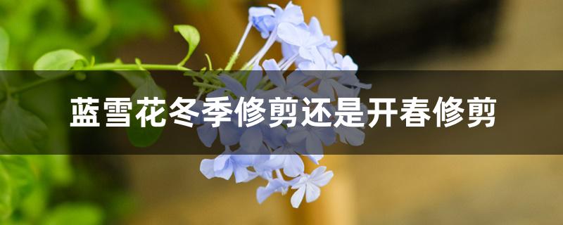 蓝雪花冬季修剪还是开春修剪 蓝雪花冬季修剪还是开春修剪