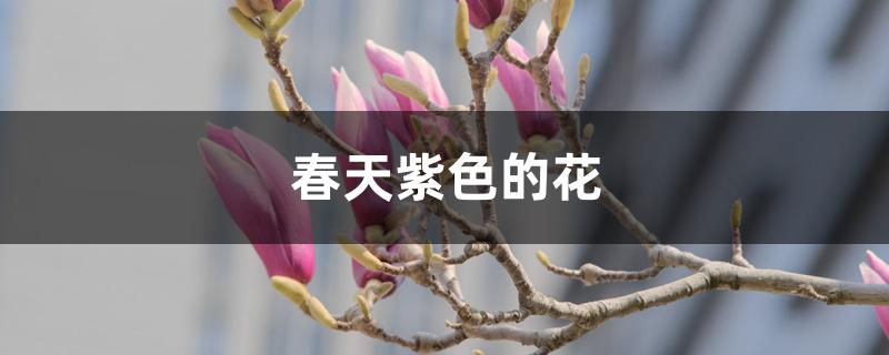 春天紫色的花 春天紫色的花