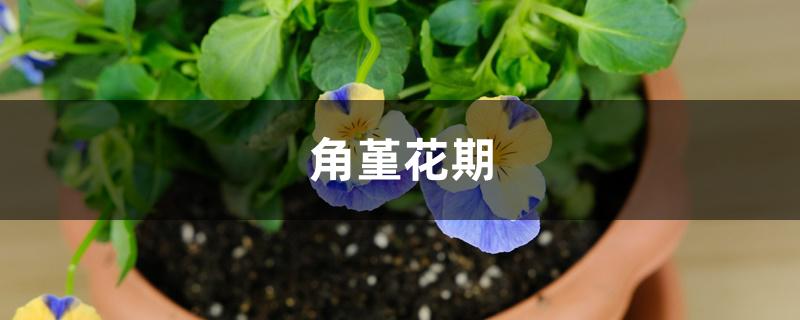角堇花期 角堇花期