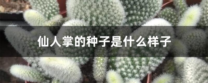 仙人掌的种子是什么样子 仙人掌的种子是什么样子