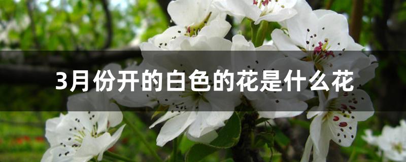 3月份开的白色的花是什么花 3月份开的白色的花是什么花