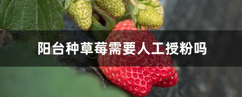 阳台种草莓需要人工授粉吗 阳台种草莓需要人工授粉吗