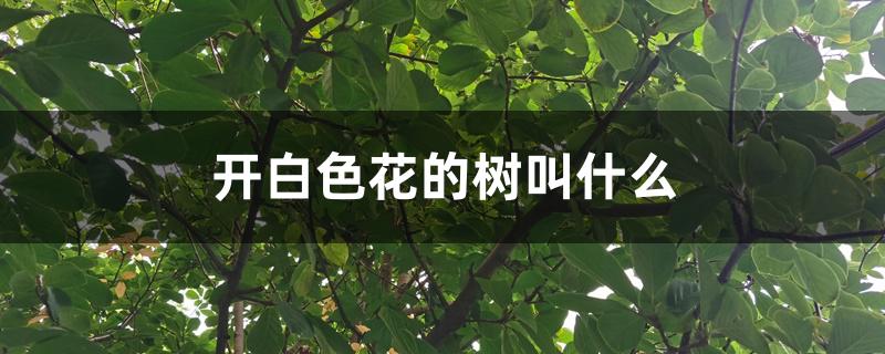 开白色花的树叫什么 开白色花的树叫什么