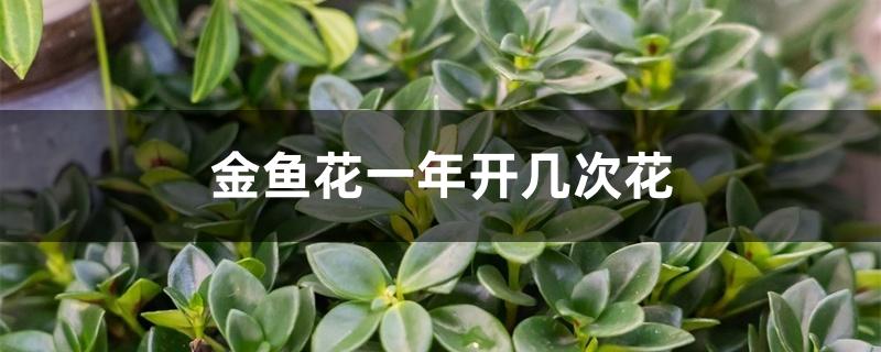 金鱼花一年开几次花 金鱼花一年开几次花