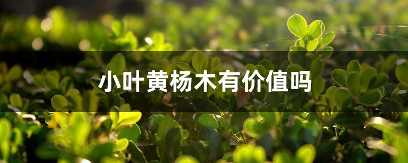 小叶黄杨木有价值吗 小叶黄杨木有价值吗