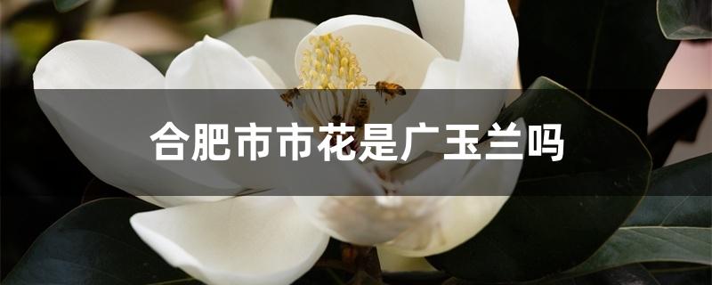 合肥市市花是广玉兰吗 合肥市市花是广玉兰吗