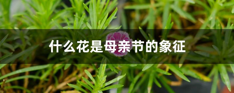 什么花是母亲节的象征 什么花是母亲节的象征