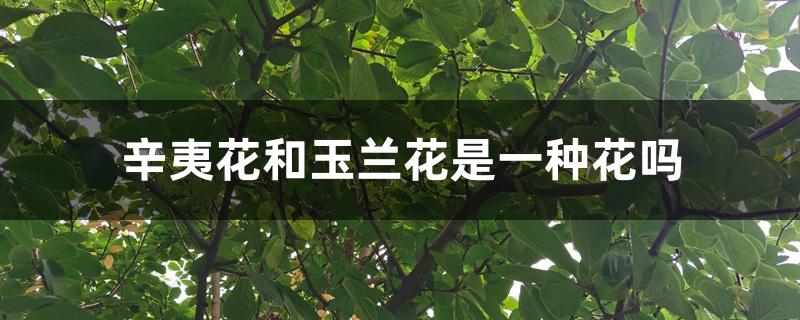 辛夷花和玉兰花是一种花吗 辛夷花和玉兰花是一种花吗