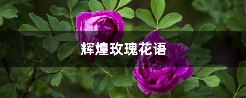 辉煌玫瑰花语 辉煌玫瑰花语