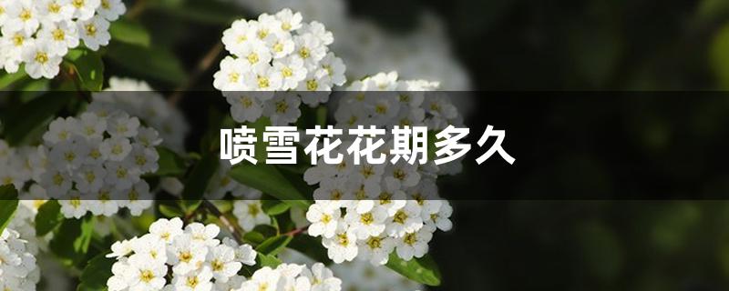 喷雪花花期多久 喷雪花花期多久