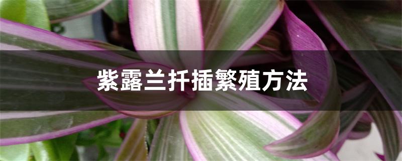紫露兰扦插繁殖方法 紫露兰扦插繁殖方法