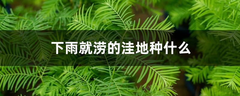 下雨就涝的洼地种什么 下雨就涝的洼地种什么
