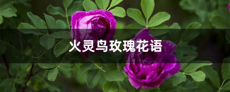 火灵鸟玫瑰花语 火灵鸟玫瑰花语
