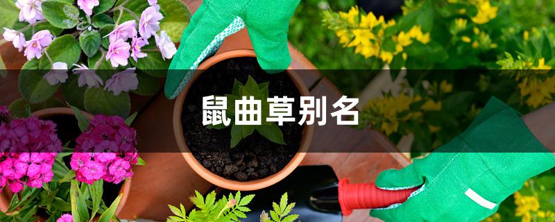 鼠曲草别名 鼠曲草别名