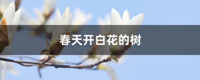 春天开白花的树 春天开白花的树