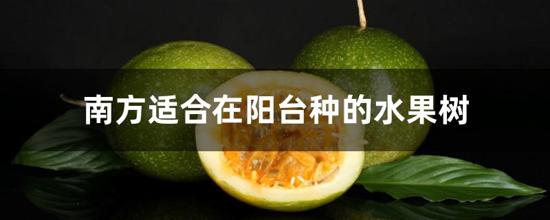 南方适合在阳台种的水果树 南方适合在阳台种的水果树