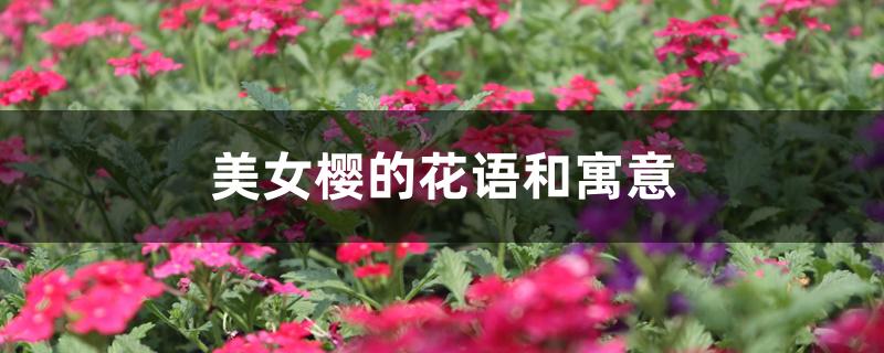 美女樱的花语和寓意 美女樱的花语和寓意