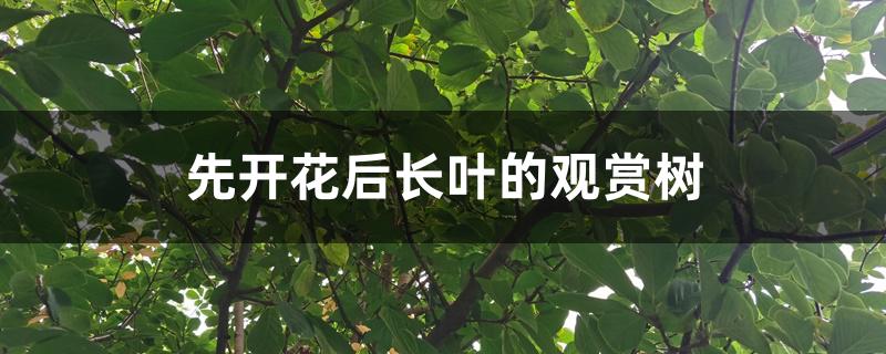 先开花后长叶的观赏树 先开花后长叶的观赏树