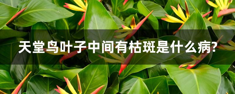 天堂鸟叶子中间有枯斑是什么病? 天堂鸟叶子中间有枯斑是什么病?