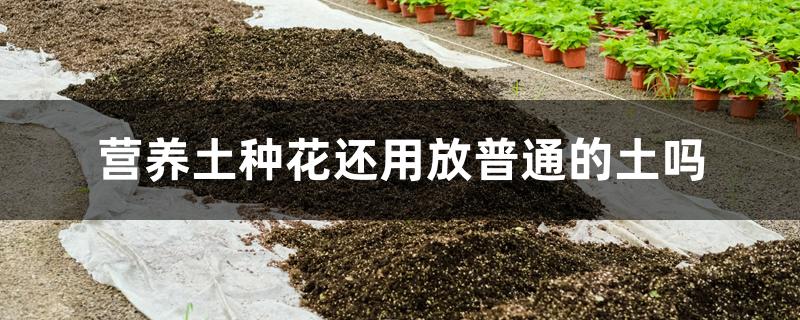 营养土种花还用放普通的土吗