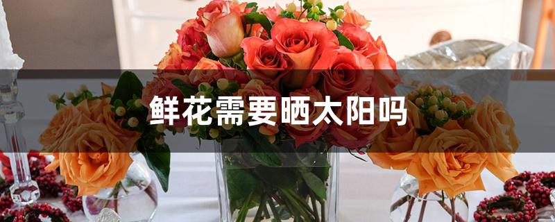 鲜花需要晒太阳吗 鲜花需要晒太阳吗
