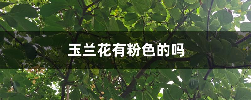 玉兰花有粉色的吗 玉兰花有粉色的吗