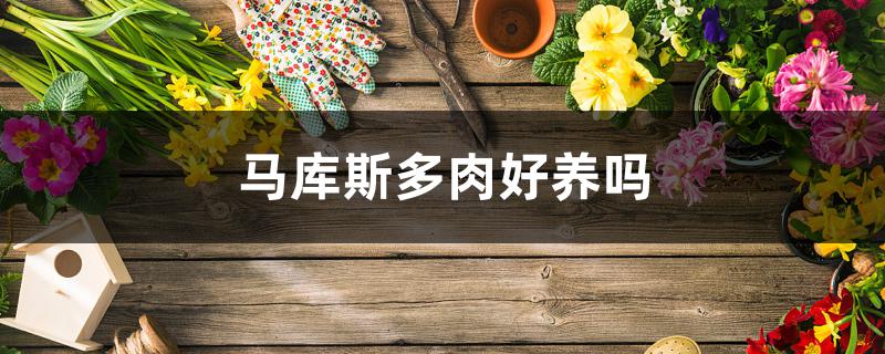 马库斯多肉好养吗 马库斯多肉好养吗