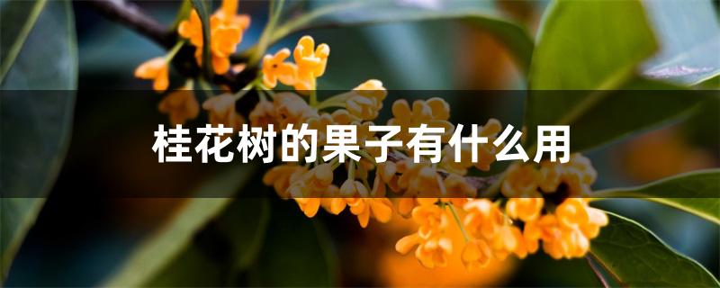 桂花树的果子有什么用 桂花树的果子有什么用