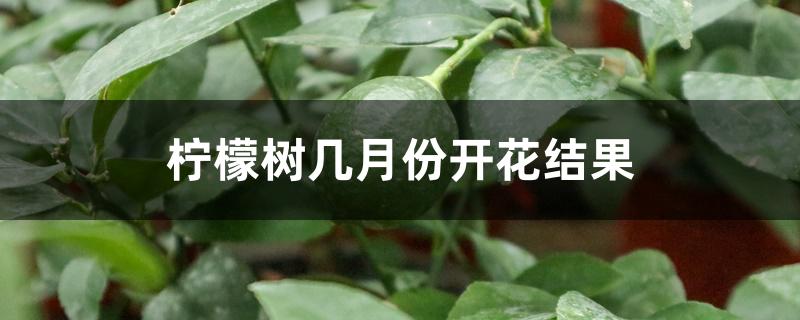 柠檬树几月份开花结果 柠檬树几月份开花结果
