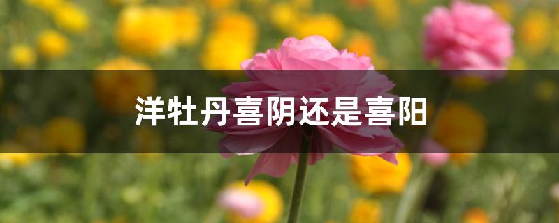 洋牡丹喜阴还是喜阳 洋牡丹喜阴还是喜阳