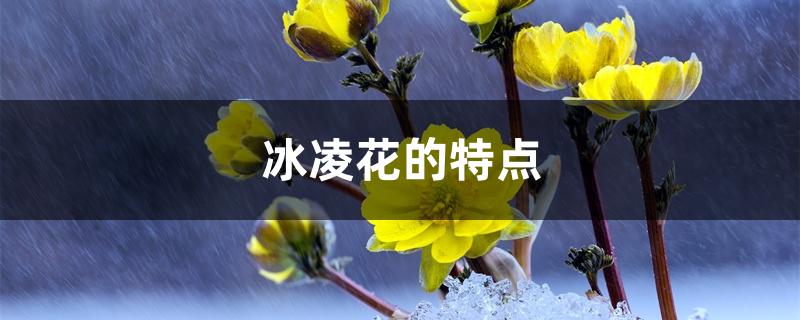 冰凌花的特点 冰凌花的特点