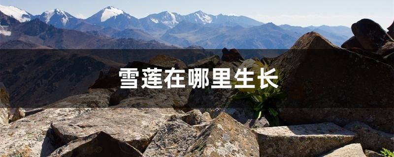雪莲在哪里生长 雪莲在哪里生长