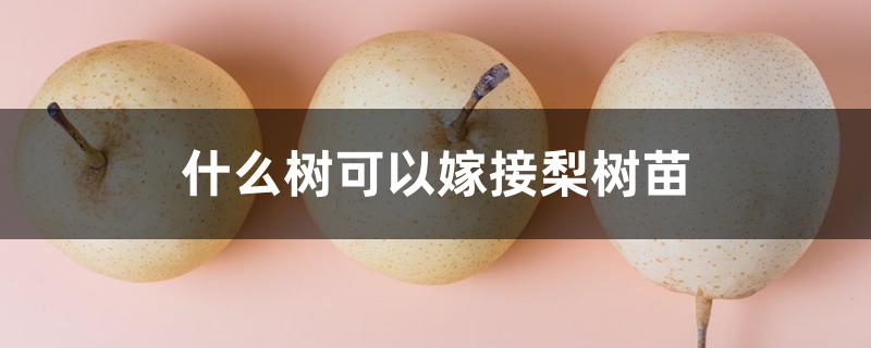 什么树可以嫁接梨树苗 什么树可以嫁接梨树苗