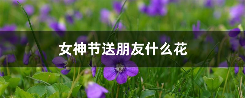 女神节送朋友什么花 女神节送朋友什么花