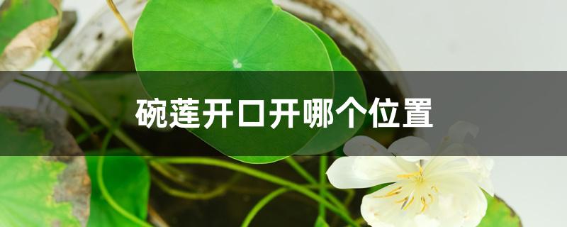 碗莲开口开哪个位置