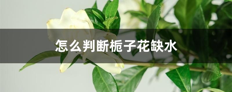 怎么判断栀子花缺水 怎么判断栀子花缺水