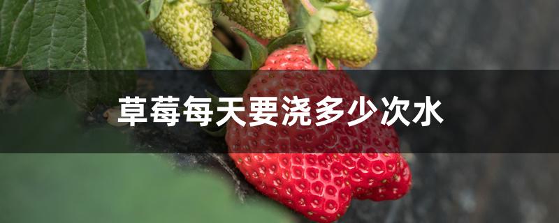 草莓每天要浇多少次水 草莓每天要浇多少次水