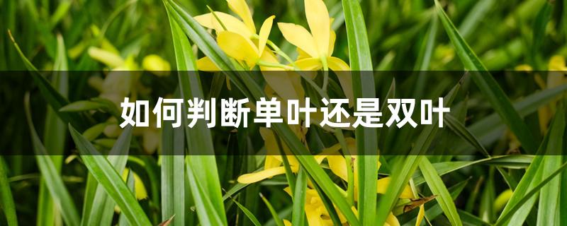 如何判断单叶还是双叶 如何判断单叶还是双叶