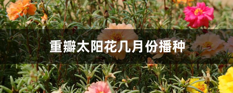 重瓣太阳花几月份播种 重瓣太阳花几月份播种