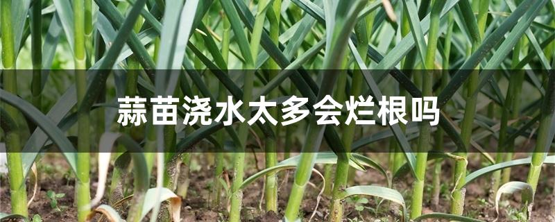 蒜苗浇水太多会烂根吗 蒜苗浇水太多会烂根吗