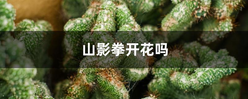 山影拳开花吗 山影拳开花吗